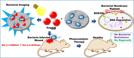 Publication image: Bag*, S. S.; Sinha, S.; Banerjee, A.; Mediboyana, H.; Golder, A. K.. Near-IR Quantum Dot (BagQD) as Fluorescent Sensor for Live-Cell Imaging and In-Vivo Antibacterial Photocatalytic Therapy (APT). J. Photochem. Photobiol. B: Biology, 113271, 2025